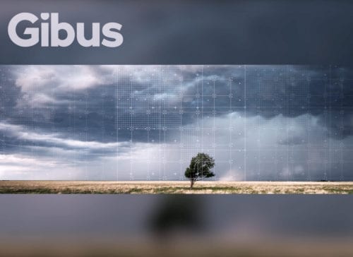 gibus